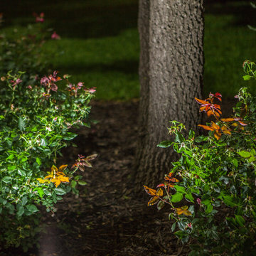 Low Voltage Up Lighting and Moon Lighting- Southlake