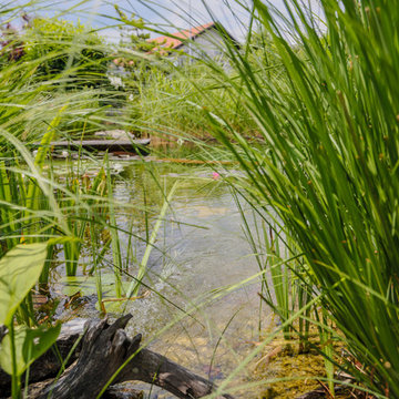Schwimmteich Natur Pur