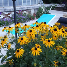My big garden