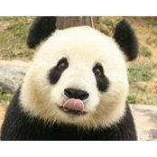 Panda Pushystyis foto