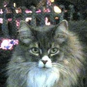 Cheryl Sarges's photo