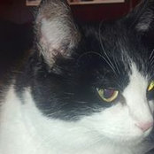Debbie Sattler's photo