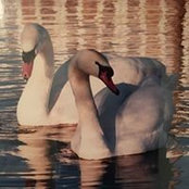 Catherine Howcroft's photo