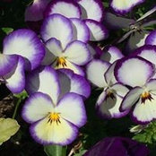 Jane Aswegan Burich's photo