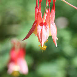 Columbine - Home Decor