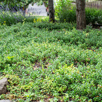 Sabin Habitat Garden