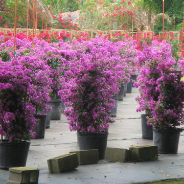 Individual Plant Photos # 1:Customer Aid (Not complete- hundreds will be here)
