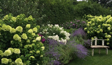 10+ Piante che Crescono Veloci per Giardino e Terrazzo
