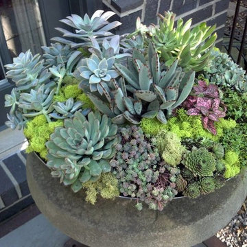 Firmly Planted After Glow!