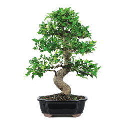 Bonsai Trees For sale - Plants