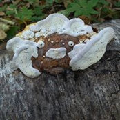 Зоя Нагорнаяs foto
