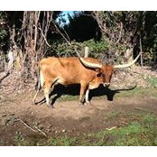 Farmer Cattle-Company's photo