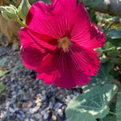 Kim Bedell's photo