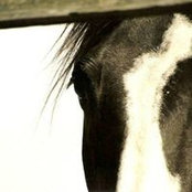 Sylvia Stolls foto