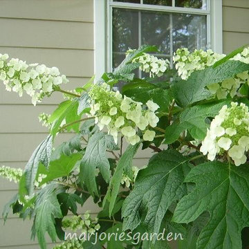 oakleaf hydrangea
