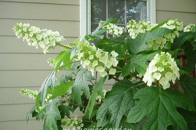 Inspiration for a traditional partial sun backyard landscaping in DC Metro.