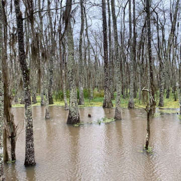 French Country in the Swamp