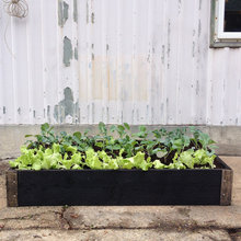 Garden Ideas