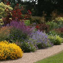plants