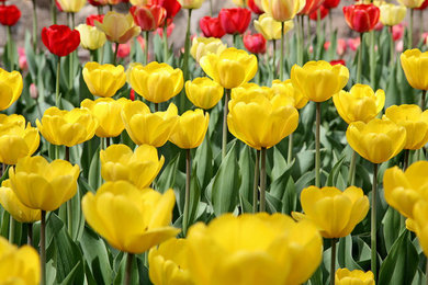 Inspiration for a traditional landscaping in Kansas City for spring.