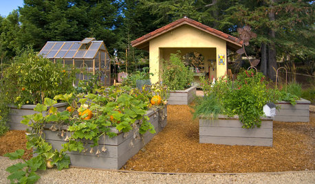 These Power-Packed Creepers Are Best for Indian Gardens