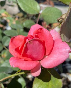 Liesbeth Roses Lilibet, an American