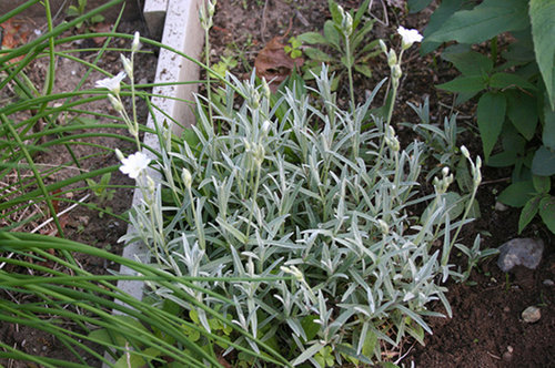 Silvery Leaves Small White Flowers