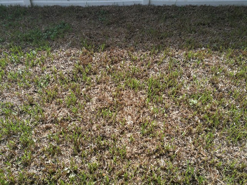 New Floratam St Augustine Sod Dying Fungus