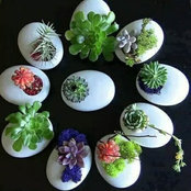Foto von godiva san