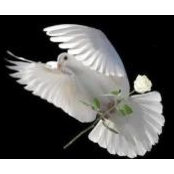 Aida Nieves's photo