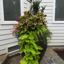 Container Planting