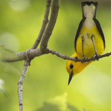 Animal photos