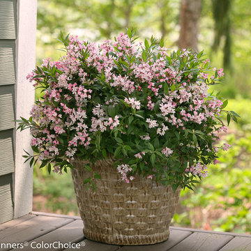 Yuki Cherry Blossom™ Deutzia