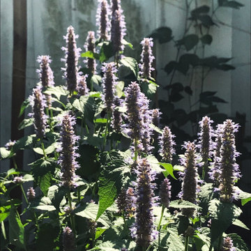 Park slope backyard Herb Garden