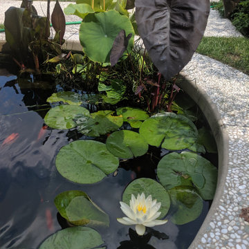Koi Ponds
