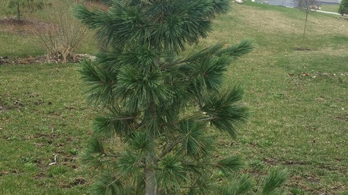 Relocating A Vanderwolf Pine Tree