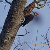 Tina Harris Pierce's photo
