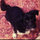 dog_oflove