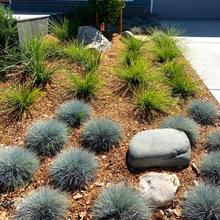 Drought-resistant yard