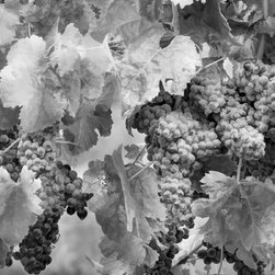 Douglas Page Photographic Arts - Grape Harvest BW, Fine Art - Prints And Posters