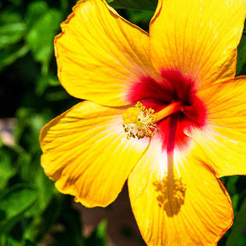 Floral Photography