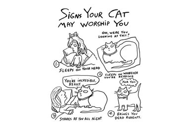 SIGNS YOUR CAT MAY WORSHIP YOU