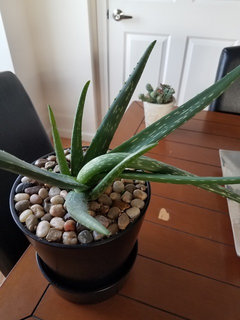 Aloe vera bending | Houzz Forum