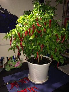 indoor chilli plant