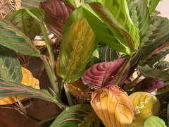 monstera plant seeds Buy Monstera Deliciosa seeds? | Grow your own Swiss cheese plant main image 0