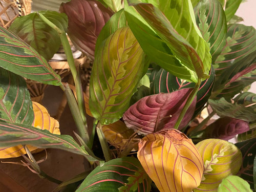 Why Is My Prayer Plant Leaves Turning Yellow 