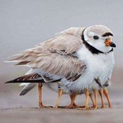 Foto de Steve Stehr