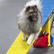 Wolfers Keeshond's photo
