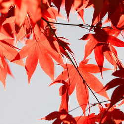 Fine Art suitable for framing - Products