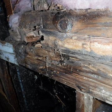 Dry Rot Repair